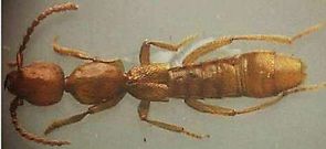 <span lang= es-es >Un tenebri�nido y un estafil�nido</span>. Con una caja de insectos en los brazos, el entom�logo coru��s Javier P�rez Valc�rcel, y debajo, su Eumicrositus. Arriba, el estafil�nido Domene (Lathromene) barraganensis y su descubridor, el profesor pontevedr�s Raimundo Outerelo. 