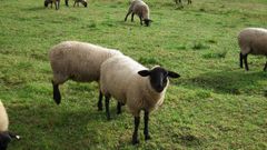 Un reba�o de ovejas suffolk pastando