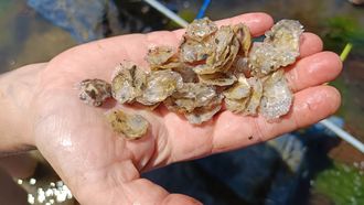 Semilla de ostra edulis, lista para ser introducida en los cestos