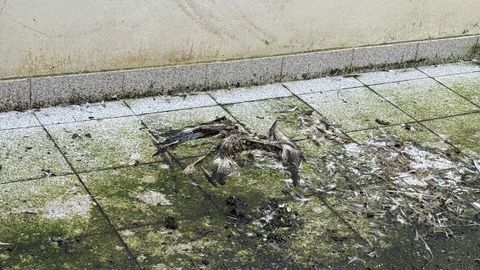 Las humedades y la falta de limpieza son problemas recurrentes en el CEIP Cidade Vella