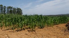 Plantaci�n de ma�z, en una imagen tomada ayer en la zona de�Ponteceso