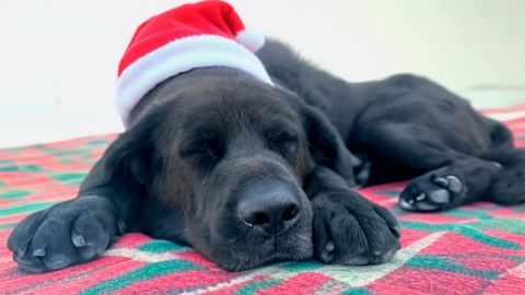 Rolo fue abandonado en el monte de A Curota y desde el ao pasado vive en el centro de recogida de A Tomada a la espera de encontrar una familia.