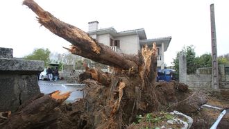 rbol cado en Rubins (Vilagarca)