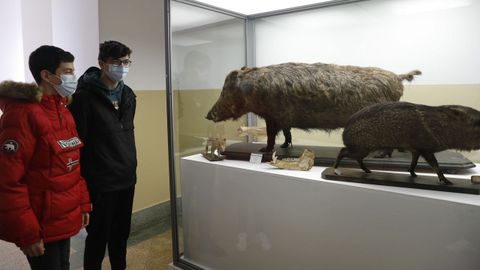 Entre las colecciones del Seminario Menor de Santiago destaca la de historia natural