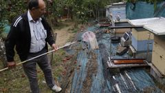 Un jubilado de Palas luchando contra las velutinas