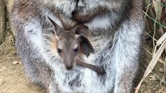 Cr�a de canguro del Zool�gico de Oviedo