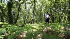 En este bosque de Antas de Ulla se halla el centro geogr�fico de Galicia