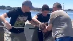 Rescate de dos corzos en el puerto de Rianxo