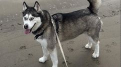 Kira, la husky perdida la semana pasada en Corcubin.