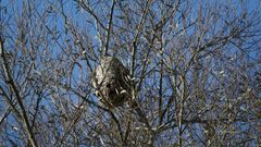 Imagen de archivo de un nido de velutinas en Sada