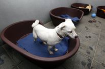 La protectora de animales de Vilagarc�a realiza una importante funci�n en la localidad. 