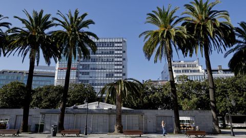 En el centro, palmera afectada por picudo en el paseo de Méndez Núñez