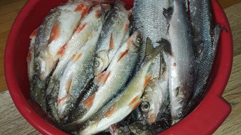 Pescado capturado por su padre, Iván Sozonov