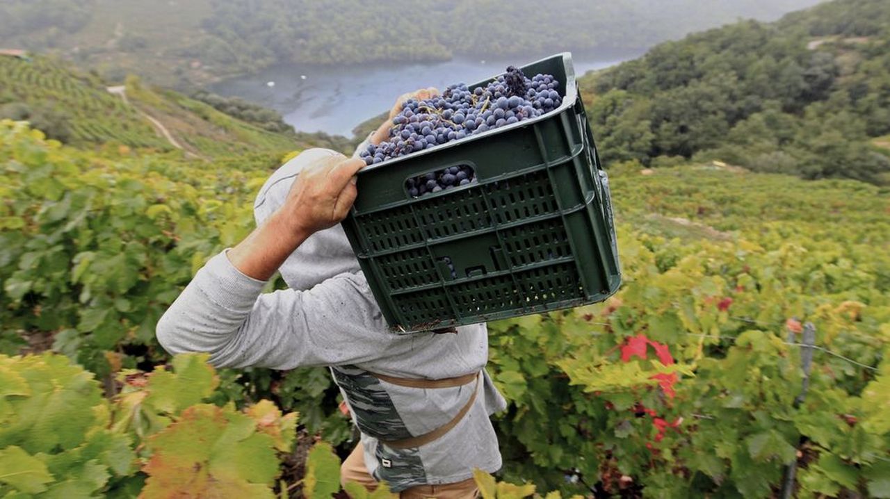 Críticas por la gestión de la candidatura de Ribeira Sacra a bien mundial
