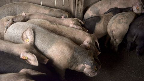 La asocaici�n de criadores de raza porcina celta es una de las entidades que forma parte de la nueva federaci�n
