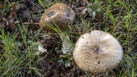 Ejemplares de Amanita pantherina