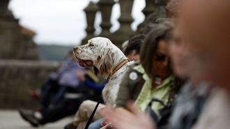 Turistas con perros en el Obradoiro, en imagen de archivo