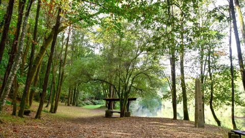 El rea recreativa est poblada de rboles y vegetacin