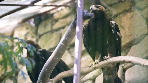 En Avifauna se pueden encontrar aves de 150 especies distintas