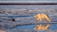 Imagen de archivo de un oso polar caminando sobre hielo resquebrajado en el �rtico