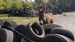 Fene, �el Sese�a gallego?