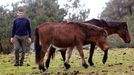 Modesto Dom�nguez, presidente de los ganaderos de la Serra de A Groba: �Queremos saber que pasou cos cabalos�