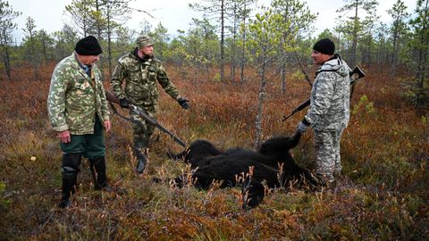 Tres cazadores de uno de los animales abatidos en Krasnoyarsk