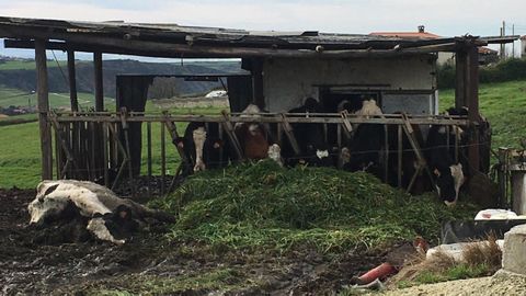Una vaca tirada en el suelo y agonizando