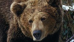 Un primer plano de Paca, de la Fundaci�n Oso Asturias