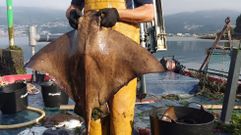 Ouxa capturada en la r�a de Pontevedra dentro de un proyecto cient�fico para conocer su impacto en el marisqueo