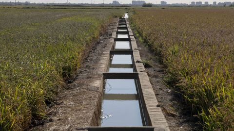 Espa�a tendr� este a�o una buena�cosecha de arroz