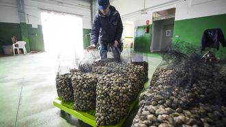 Almeja recogida este lunes ya dispuesta para su venta en la lonja de Campelo