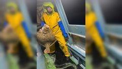Rodaballo de 18 kilos capturado por la embarcaci�n de Noia Ruco