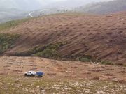 La plantaci�n est� en el monte de As Carballeiras. 