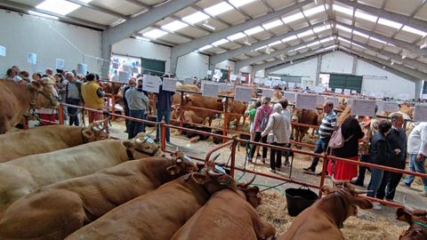 Concurso de ganado en A Fonsagrada