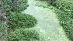 El r�o Lameira agoniza infestado por las algas
