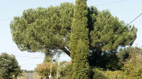 Un pino en la localidad taboadesa de Friamonde