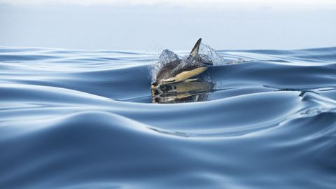 Otra fotograf�a que pone en valor la riqueza de los mares y los oce�nos, en este caso del Atl�ntico