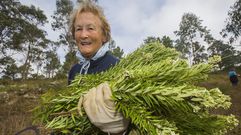 Las alfombras florales del barrio de A Milagrosa, un trabajo de entrega: �im�genes!