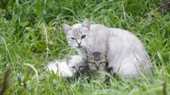 Gatos callejeros por Ferrolterra