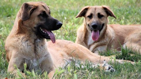 Abys y Spinelly, dos perras que están en adopción en Garatuxa