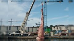 La ballena que muri� en Tapia est� al fin en Arm�n Navia