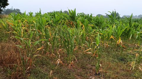 Imagen de un campo de maz en mazaricos afectado por la falta de lluvia