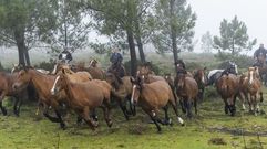 Los caballos del Monte Faro, listos para la Rapa das Bestas en Vimianzo. imgenes!