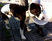 El perro �Lucas�, tras la amputaci�n de la pata. 