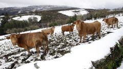 Vacas de la raza rubia galega en Lombao (Ourol).